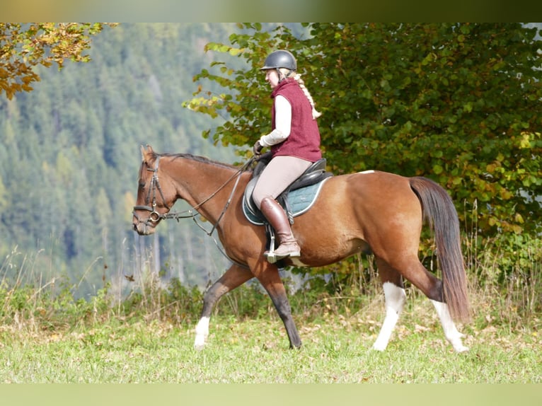 Huzule Mix Wallach 4 Jahre 150 cm Schecke in Ramsau