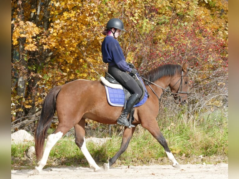 Huzule Mix Wallach 4 Jahre 150 cm Schecke in Ramsau