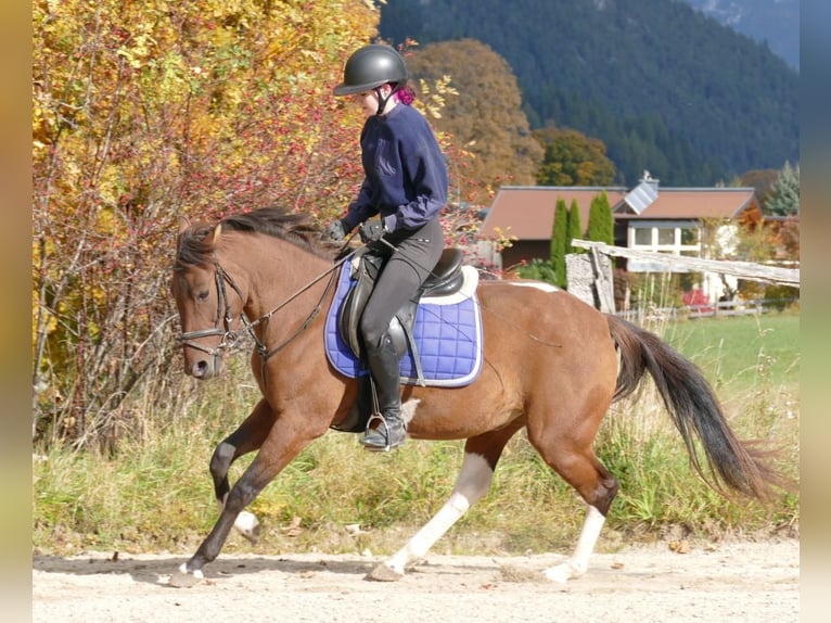 Huzule Mix Wallach 4 Jahre 150 cm Schecke in Ramsau