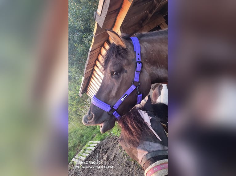 Huzule Wallach 4 Jahre 168 cm Buckskin in Dynów