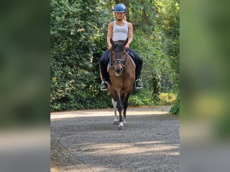 Huzule Mix Wallach 5 Jahre 130 cm Schecke in Kaldenkirchen