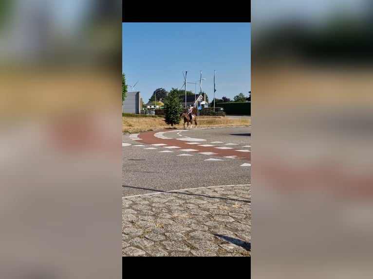 Huzule Mix Wallach 5 Jahre 130 cm Schecke in Kaldenkirchen