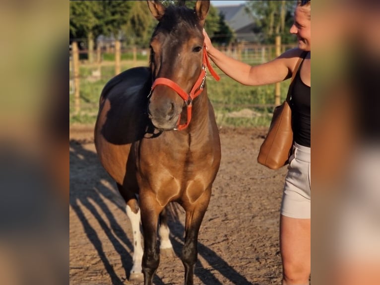Huzule Mix Wallach 5 Jahre 130 cm Schecke in Kaldenkirchen