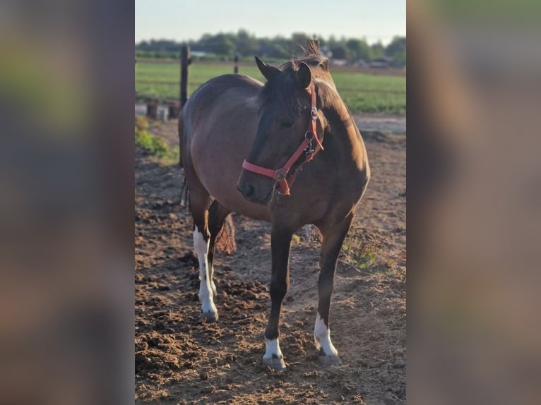 Huzule Mix Wallach 5 Jahre 130 cm Schecke in Kaldenkirchen