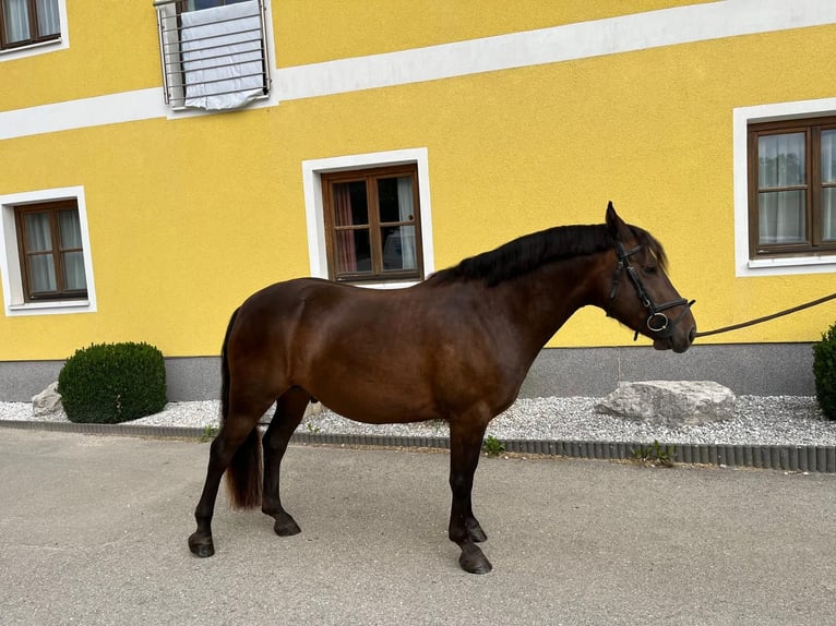Huzule Wallach 5 Jahre 135 cm Brauner in Baum