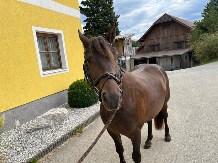 Huzule Wallach 5 Jahre 135 cm Brauner in Baum
