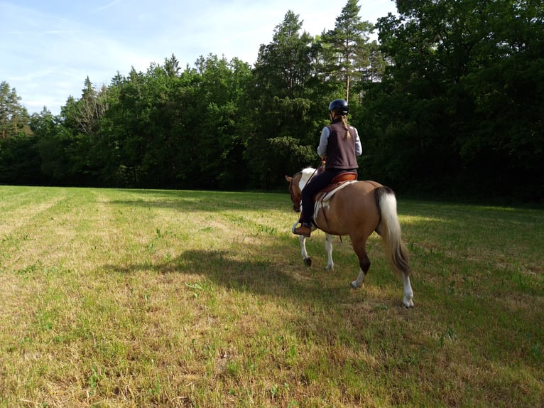 Huzule Mix Wallach 5 Jahre 135 cm Schecke in Pommelsbrunn