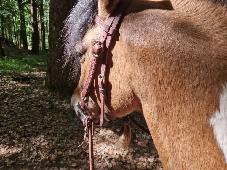 Huzule Mix Wallach 5 Jahre 135 cm Schecke in Pommelsbrunn