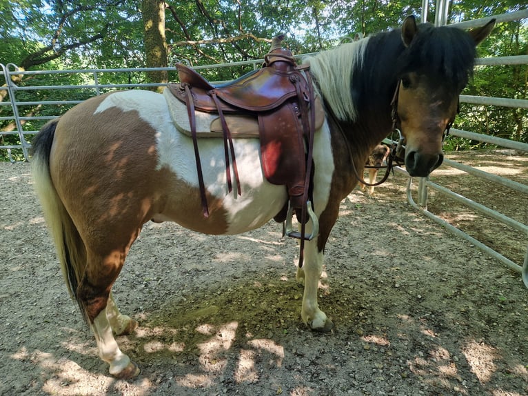 Huzule Mix Wallach 5 Jahre 135 cm Schecke in Pommelsbrunn