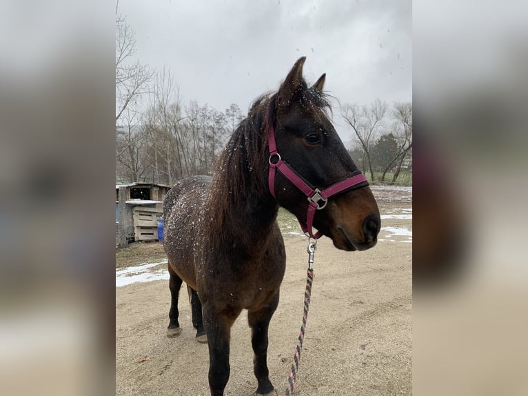 Huzule Wallach 5 Jahre 140 cm Dunkelbrauner in Mayerling