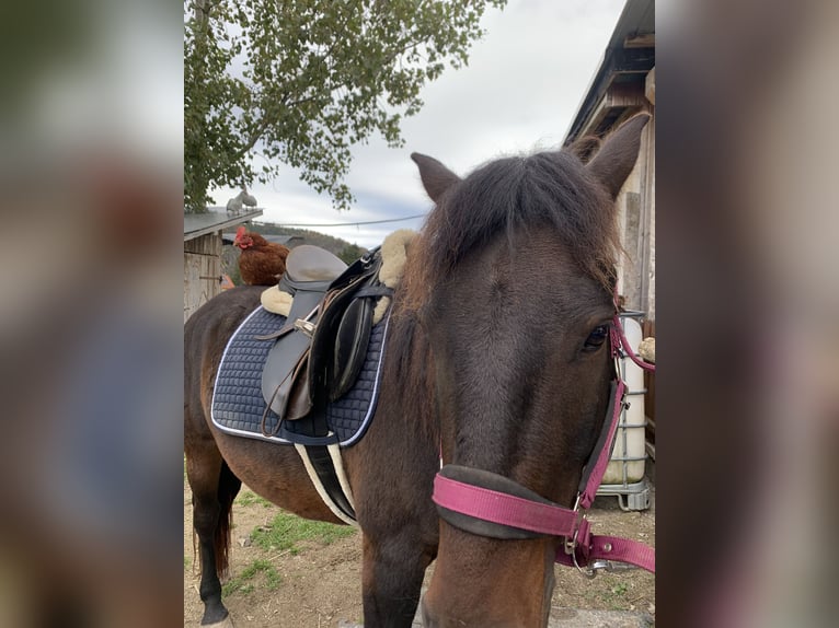 Huzule Wallach 5 Jahre 140 cm Dunkelbrauner in Mayerling