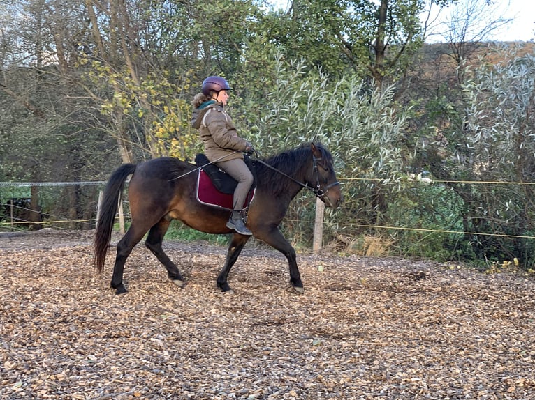 Huzule Wallach 5 Jahre 140 cm Dunkelbrauner in Mayerling