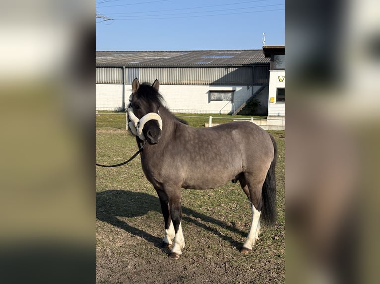 Huzule Wallach 5 Jahre 140 cm Falbe in Osnabrück