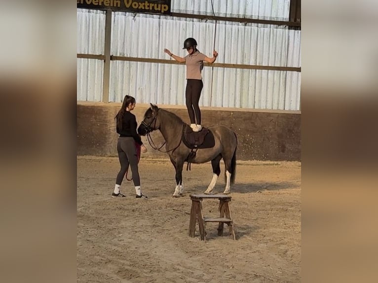 Huzule Wallach 5 Jahre 140 cm Falbe in Osnabrück