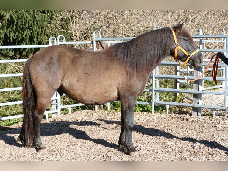 Huzule Wallach 5 Jahre 142 cm Falbe in Ramsau/D