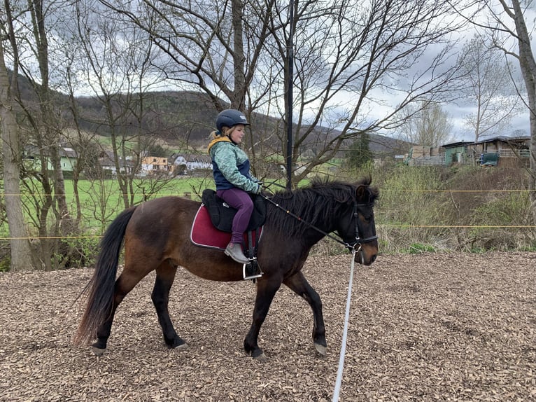 Huzule Wallach 5 Jahre 143 cm Dunkelbrauner in Mayerling