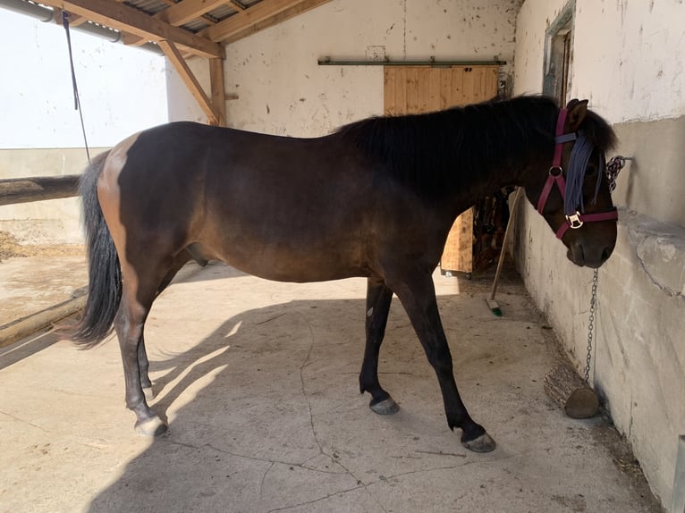 Huzule Wallach 5 Jahre 143 cm Dunkelbrauner in Mayerling