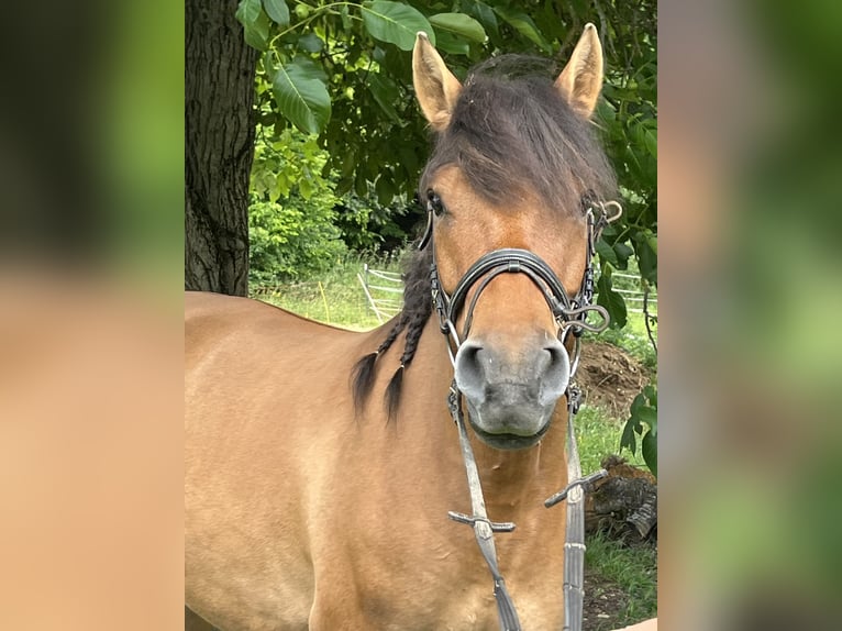 Huzule Wallach 5 Jahre 145 cm Brauner in Ursensollen