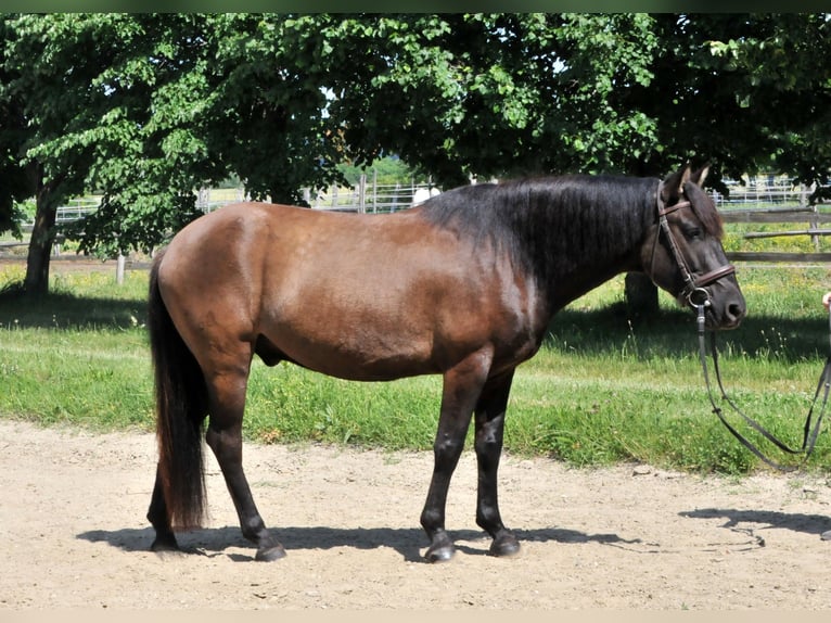 Huzule Wallach 5 Jahre 145 cm Falbe in Schattendorf