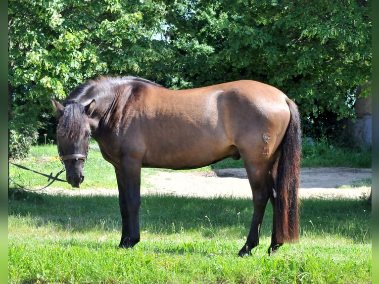Huzule Wallach 5 Jahre 145 cm Falbe in Schattendorf