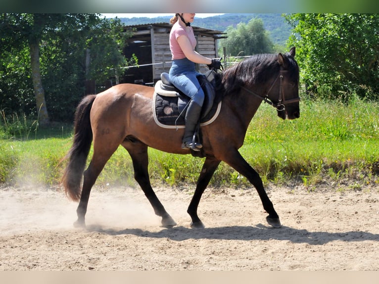 Huzule Wallach 5 Jahre 145 cm Falbe in Schattendorf