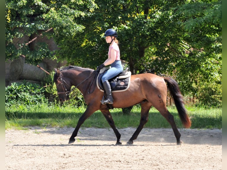 Huzule Wallach 5 Jahre 145 cm Falbe in Schattendorf