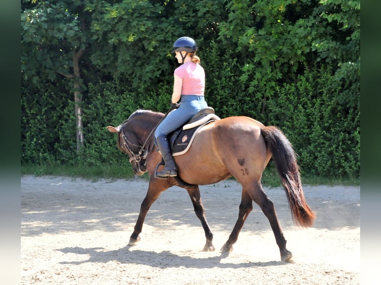 Huzule Wallach 5 Jahre 145 cm Falbe in Schattendorf
