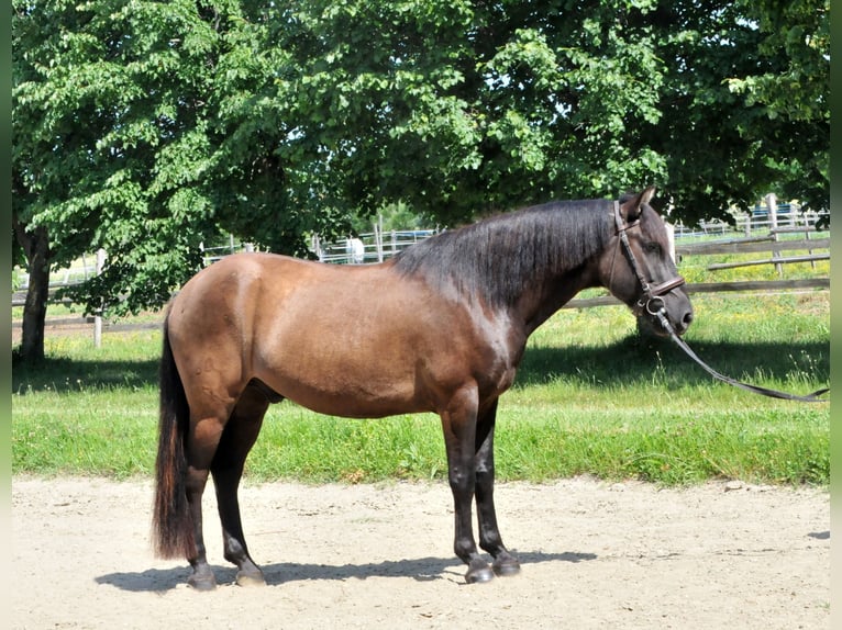 Huzule Wallach 5 Jahre 145 cm Falbe in Schattendorf
