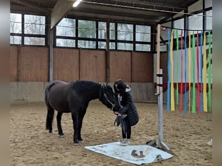 Huzule Wallach 5 Jahre 145 cm Rappe in Kreuztal