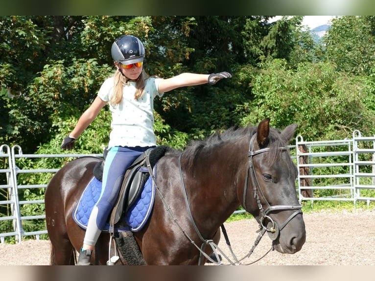 Huzule Wallach 5 Jahre 145 cm Rappe in Ramsau