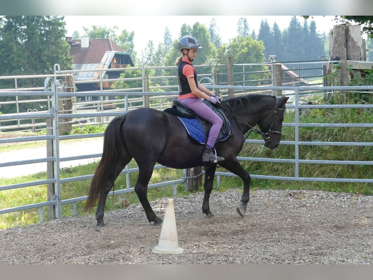 Huzule Wallach 5 Jahre 145 cm Rappe in Ramsau
