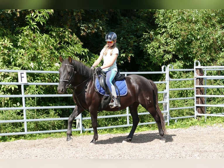 Huzule Wallach 5 Jahre 145 cm Rappe in Ramsau