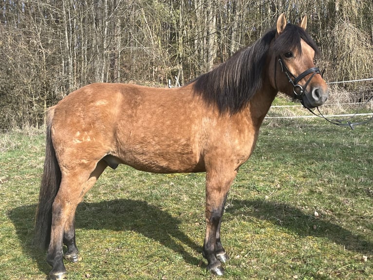 Huzule Wallach 5 Jahre 146 cm Brauner in Ursensollen