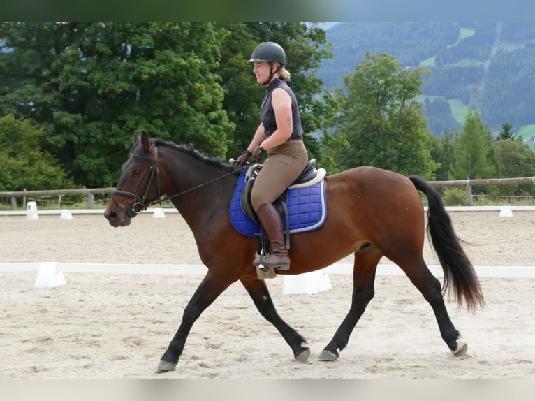 Huzule Mix Wallach 5 Jahre 150 cm Brauner in Ramsau/Dachstein