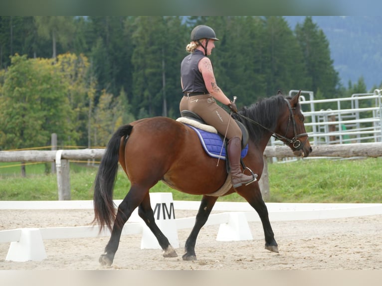 Huzule Mix Wallach 5 Jahre 150 cm Brauner in Ramsau/Dachstein