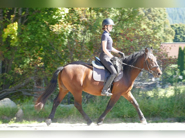Huzule Mix Wallach 5 Jahre 150 cm Brauner in Ramsau/Dachstein