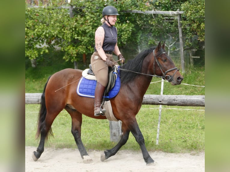 Huzule Mix Wallach 5 Jahre 150 cm Brauner in Ramsau/Dachstein