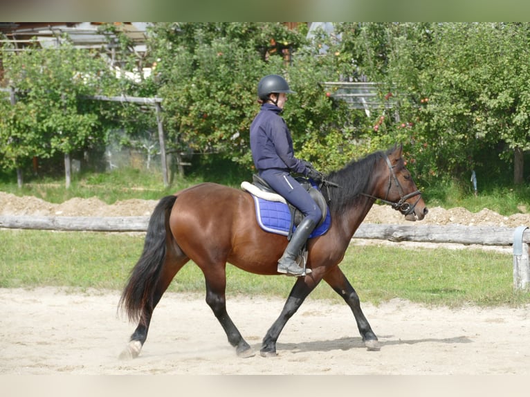 Huzule Mix Wallach 5 Jahre 150 cm Brauner in Ramsau/Dachstein