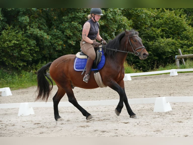 Huzule Mix Wallach 5 Jahre 150 cm Brauner in Ramsau/Dachstein
