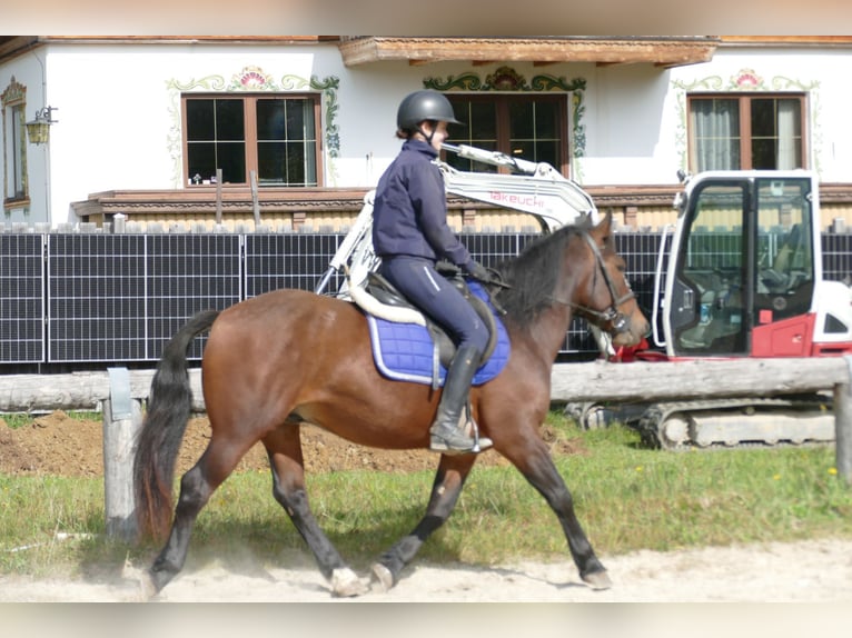 Huzule Mix Wallach 5 Jahre 150 cm Brauner in Ramsau/Dachstein