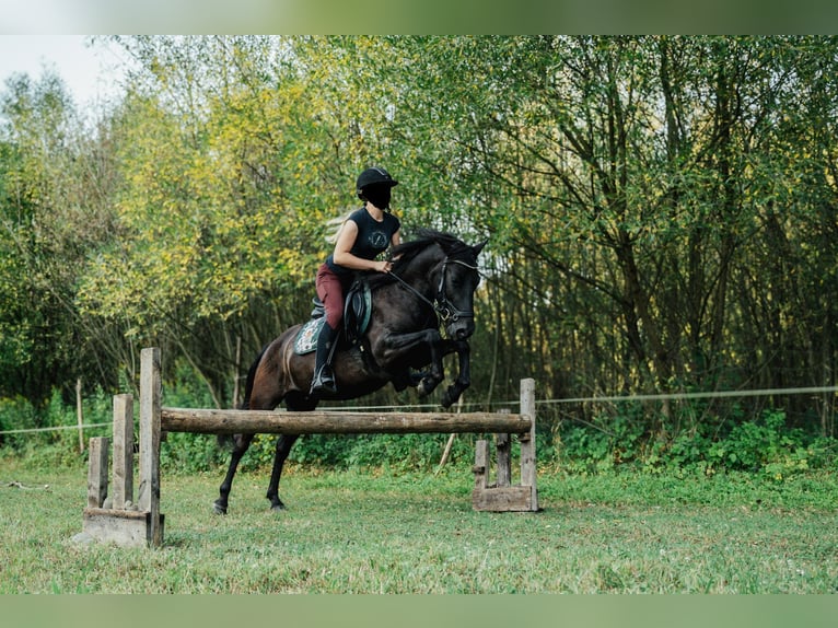Huzule Wallach 6 Jahre 140 cm Rappe in Jawornik