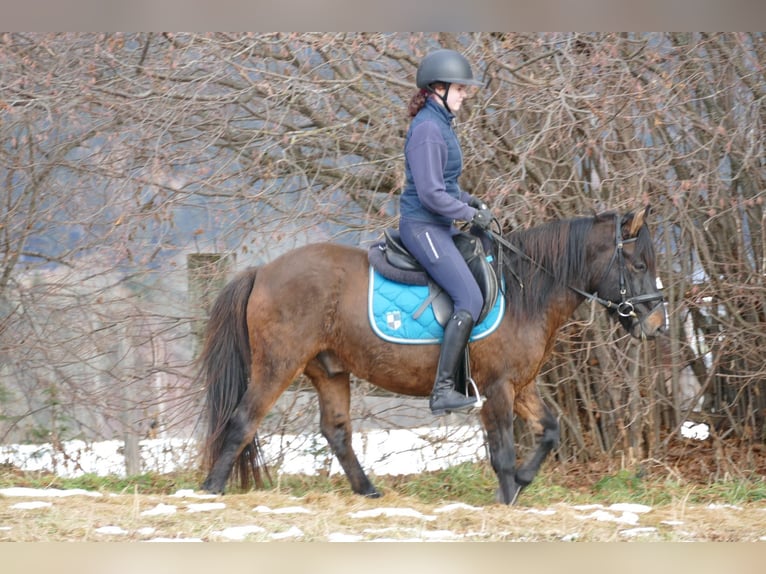 Huzule Wallach 6 Jahre 143 cm Falbe in Ramsau/D.