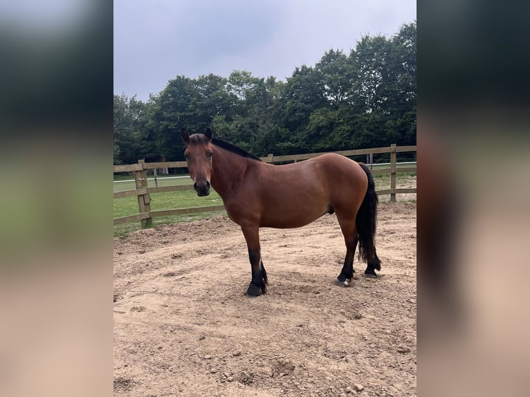 Huzule Mix Wallach 6 Jahre 144 cm Brauner in Münster