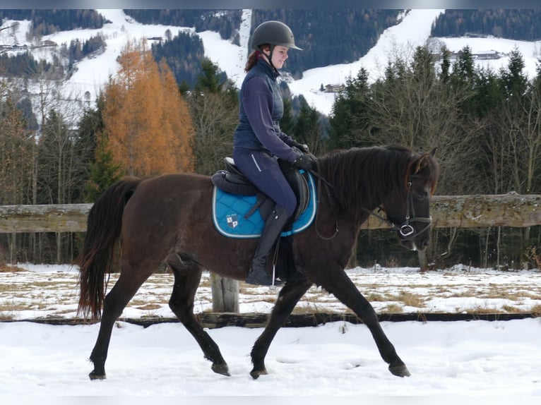 Huzule Wallach 6 Jahre 145 cm Falbe in Ramsau