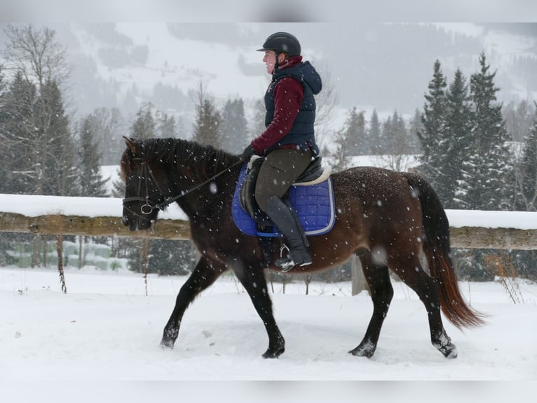 Huzule Wallach 6 Jahre 145 cm Falbe in Ramsau