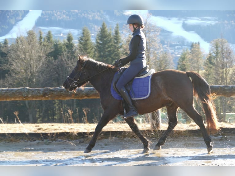 Huzule Wallach 6 Jahre 145 cm Falbe in Ramsau