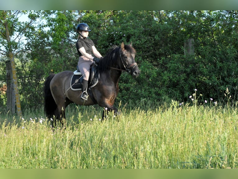 Huzule Wallach 6 Jahre 147 cm Falbe in Schattendorf