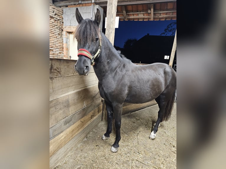 Huzule Mix Wallach 6 Jahre 149 cm Rappe in Strengberg