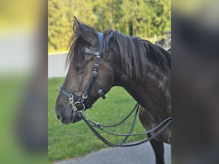 Huzule Mix Wallach 6 Jahre 149 cm Rappe in Strengberg