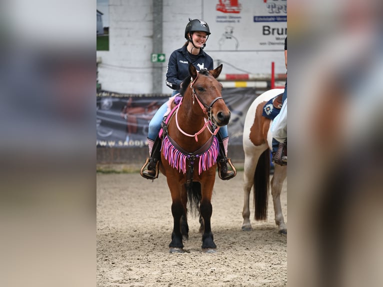 Huzule Mix Wallach 7 Jahre 143 cm Brauner in Münster